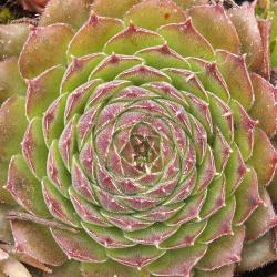 Sempervivum - Dachwurz - Hauswurz